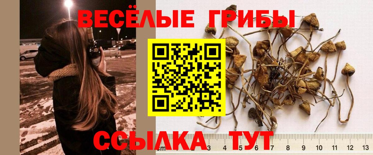 Псилоцибиновые грибы MAGIC MUSHROOMS  Галлюциногенные грибы Psilocybine cubensis  Нурлат  Вход с VPN 